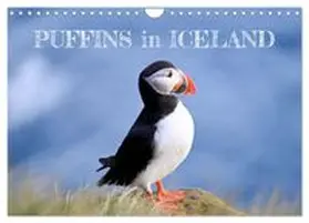 CALVENDO / Tomaschko |  Puffins in Iceland (Wall Calendar 2026 DIN A4 landscape), CALVENDO 12 Month Wall Calendar | Sonstiges |  Sack Fachmedien