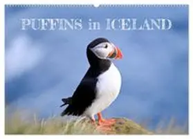 CALVENDO / Tomaschko |  Puffins in Iceland (Wall Calendar 2026 DIN A2 landscape), CALVENDO 12 Month Wall Calendar | Sonstiges |  Sack Fachmedien