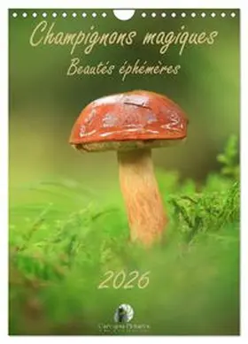CALVENDO / Martzel |  Champignons magiques - Beautés éphémères (Calendrier mural 2026 DIN A4 horizontal), CALVENDO calendrier mensuel | Sonstiges |  Sack Fachmedien