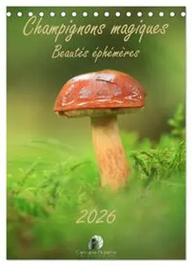 Martzel / CALVENDO |  Champignons magiques - Beautés éphémères (Calendrier de bureau 2026 DIN A5 horizontal), CALVENDO calendrier mensuel | Sonstiges |  Sack Fachmedien