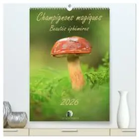 CALVENDO / Martzel | Champignons magiques - Beautés éphémères  (Calendrier mural 2026 DIN A2 horizontal) calendrier de bureau | Sonstiges | 978-3-516-71158-5 | www.sack.de