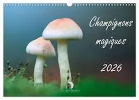 Martzel / CALVENDO |  Champignons magiques (Calendrier mural 2026 DIN A3 vertical), CALVENDO calendrier mensuel | Sonstiges |  Sack Fachmedien