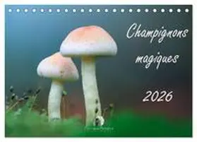 Martzel / CALVENDO |  Champignons magiques (Calendrier de bureau 2026 DIN A5 vertical), CALVENDO calendrier mensuel | Sonstiges |  Sack Fachmedien