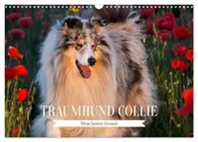 Starick / CALVENDO |  Traumhund Collie - Mein bester Freund (Wandkalender 2026 DIN A3 quer), CALVENDO Monatskalender | Sonstiges |  Sack Fachmedien