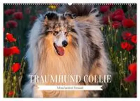Starick / CALVENDO |  Traumhund Collie - Mein bester Freund (Wandkalender 2026 DIN A2 quer), CALVENDO Monatskalender | Sonstiges |  Sack Fachmedien
