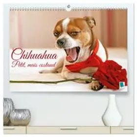 CALVENDO |  Chihuahua : petit, mais costaud  (Calendrier mural 2026 DIN A2 vertical) calendrier de bureau | Sonstiges |  Sack Fachmedien