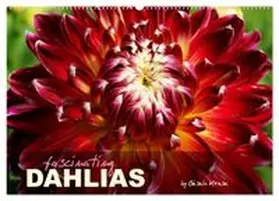 CALVENDO / Kruse |  Fascinating Dahlias (Wall Calendar 2027 DIN A2 landscape), CALVENDO 12 Month Wall Calendar | Sonstiges |  Sack Fachmedien
