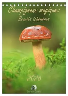 CALVENDO / Martzel |  Champignons magiques - Beautés éphémères (Calendrier de bureau 2027 DIN A5 horizontal), CALVENDO calendrier mensuel | Sonstiges |  Sack Fachmedien