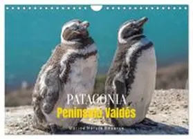 CALVENDO / Senkov |  Patagonia, Peninsula Valdés - Marine Nature Reserve (Wall Calendar 2027 DIN A4 landscape), CALVENDO 12 Month Wall Calendar | Sonstiges |  Sack Fachmedien