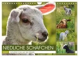 CALVENDO / Löwer |  Niedliche Schäfchen (Wandkalender 2027 DIN A4 quer), CALVENDO Monatskalender | Sonstiges |  Sack Fachmedien