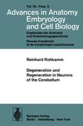 Rohkamm |  Degeneration and Regeneration in Neurons of the Cerebellum | Buch |  Sack Fachmedien