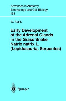 Rupik | Early Development of the Adrenal Glands in the Grass Snake Natrix natrix L. (Lepidosauria, Serpentes) | Buch | 978-3-540-43165-7 | sack.de