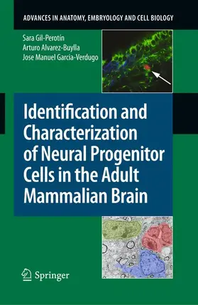 Gil-Perotín / Garcia-Verdugo / Alvarez-Buylla |  Identification and Characterization of Neural Progenitor Cells in the Adult Mammalian Brain | Buch |  Sack Fachmedien