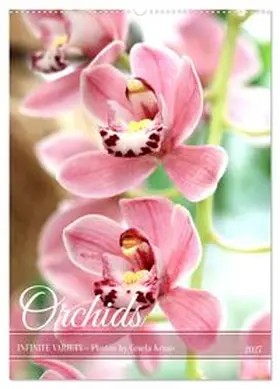 CALVENDO / Kruse |  Orchids - Infinite Variety (Wall Calendar 2027 DIN A2 portrait), CALVENDO 12 Month Wall Calendar | Sonstiges |  Sack Fachmedien