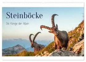 CALVENDO / Kramer |  Steinböcke - Die Könige der Alpen (Wandkalender 2027 DIN A2 quer), CALVENDO Monatskalender | Sonstiges |  Sack Fachmedien