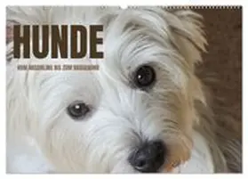 CALVENDO / Rohde |  Hunde - vom Mischling bis zum Rassehund (Wandkalender 2027 DIN A2 quer), CALVENDO Monatskalender | Sonstiges |  Sack Fachmedien