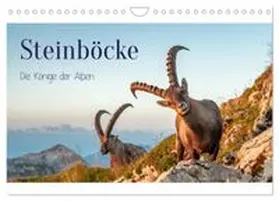 CALVENDO / Kramer |  Steinböcke - Die Könige der Alpen (Wandkalender 2027 DIN A4 quer), CALVENDO Monatskalender | Sonstiges |  Sack Fachmedien