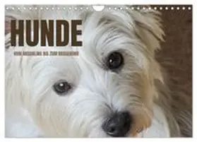 CALVENDO / Rohde |  Hunde - vom Mischling bis zum Rassehund (Wandkalender 2027 DIN A4 quer), CALVENDO Monatskalender | Sonstiges |  Sack Fachmedien