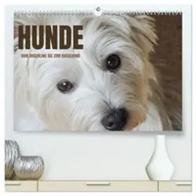 CALVENDO / Rohde |  Hunde - vom Mischling bis zum Rassehund (hochwertiger Premium Wandkalender 2027 DIN A2 quer), Kunstdruck in Hochglanz | Sonstiges |  Sack Fachmedien