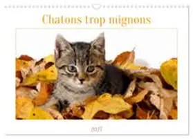 CALVENDO / AUPEIX |  Chatons trop mignons (Calendrier mural 2027 DIN A3 vertical), CALVENDO calendrier mensuel | Sonstiges |  Sack Fachmedien