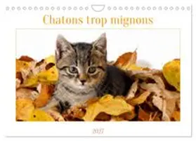 CALVENDO / AUPEIX |  Chatons trop mignons (Calendrier mural 2027 DIN A4 vertical), CALVENDO calendrier mensuel | Sonstiges |  Sack Fachmedien