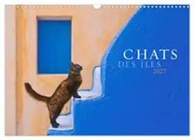 CALVENDO / Krutz |  Chats des îles (Calendrier mural 2027 DIN A3 vertical), CALVENDO calendrier mensuel | Sonstiges |  Sack Fachmedien