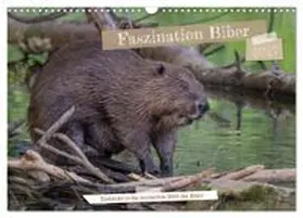 CALVENDO / Hetzel |  Faszination Biber (Wandkalender 2027 DIN A3 quer), CALVENDO Monatskalender | Sonstiges |  Sack Fachmedien
