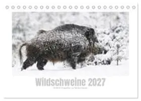 CALVENDO / Breuer |  Wildschweine - Wildlife Fotografien (Tischkalender 2027 DIN A5 quer), CALVENDO Monatskalender | Sonstiges |  Sack Fachmedien
