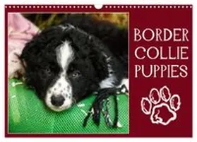 CALVENDO / Löwer |  Border collie puppies (Calendrier mural 2027 DIN A3 vertical), CALVENDO calendrier mensuel | Sonstiges |  Sack Fachmedien