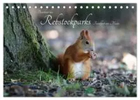 CALVENDO / Fuchs |  Bewohner des Rebstockparks Frankfurt am Main (Tischkalender 2027 DIN A5 quer), CALVENDO Monatskalender | Sonstiges |  Sack Fachmedien