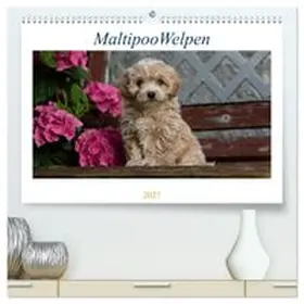 CALVENDO / Schultz |  Maltipoo Welpen (hochwertiger Premium Wandkalender 2027 DIN A2 quer), Kunstdruck in Hochglanz | Sonstiges |  Sack Fachmedien