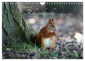 CALVENDO / Fuchs |  Bewohner des Rebstockparks Frankfurt am Main (Wandkalender 2027 DIN A4 quer), CALVENDO Monatskalender | Sonstiges |  Sack Fachmedien