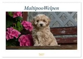 CALVENDO / Schultz |  Maltipoo Welpen (Wandkalender 2027 DIN A2 quer), CALVENDO Monatskalender | Sonstiges |  Sack Fachmedien