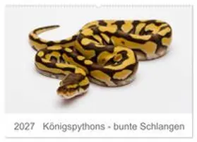 CALVENDO / Lang | Königspythons - bunte Schlangen (Wandkalender 2027 DIN A2 quer), CALVENDO Monatskalender | Sonstiges | 978-3-569-55119-0 | www.sack.de