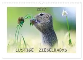 CALVENDO / Lang |  Lustige Zieselbabys (Wandkalender 2027 DIN A3 quer), CALVENDO Monatskalender | Sonstiges |  Sack Fachmedien