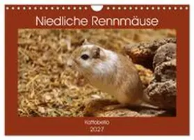 CALVENDO / Kattobello |  Niedliche Rennmäuse (Wandkalender 2027 DIN A4 quer), CALVENDO Monatskalender | Sonstiges |  Sack Fachmedien