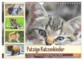 CALVENDO / Hurley |  Putzige Katzenkinder. Drollige Kätzchen entdecken die Welt! (Wandkalender 2027 DIN A4 quer), CALVENDO Monatskalender | Sonstiges |  Sack Fachmedien