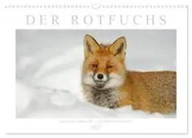 CALVENDO / Breuer |  Der Rotfuchs (Wandkalender 2027 DIN A3 quer), CALVENDO Monatskalender | Sonstiges |  Sack Fachmedien