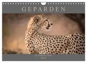 CALVENDO / Pavlowsky |  Geparden - Die Schönheiten Afrikas (Wandkalender 2027 DIN A4 quer), CALVENDO Monatskalender | Sonstiges |  Sack Fachmedien