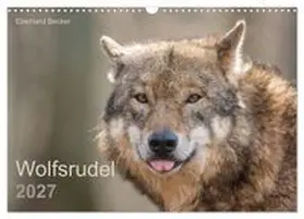 CALVENDO / Becker | Wolfsrudel (Wandkalender 2027 DIN A3 quer), CALVENDO Monatskalender | Sonstiges | 978-3-569-76194-0 | www.sack.de