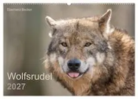 CALVENDO / Becker | Wolfsrudel (Wandkalender 2027 DIN A2 quer), CALVENDO Monatskalender | Sonstiges | 978-3-569-76520-7 | www.sack.de