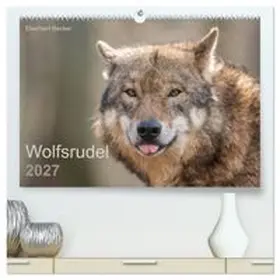 CALVENDO / Becker | Wolfsrudel (hochwertiger Premium Wandkalender 2027 DIN A2 quer), Kunstdruck in Hochglanz | Sonstiges | 978-3-569-76838-3 | www.sack.de