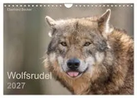 CALVENDO / Becker |  Wolfsrudel (Wandkalender 2027 DIN A4 quer), CALVENDO Monatskalender | Sonstiges |  Sack Fachmedien