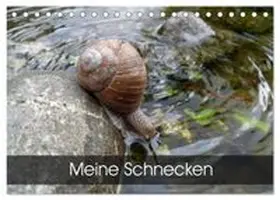 CALVENDO / Schlüfter |  Meine Schnecken (Tischkalender 2027 DIN A5 quer), CALVENDO Monatskalender | Sonstiges |  Sack Fachmedien
