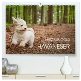 CALVENDO / Mayer |  Havaneser - Herz aus Gold (hochwertiger Premium Wandkalender 2027 DIN A2 quer), Kunstdruck in Hochglanz | Sonstiges |  Sack Fachmedien