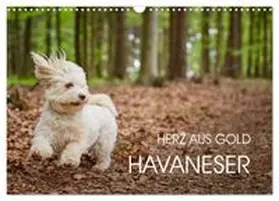 CALVENDO / Mayer |  Havaneser - Herz aus Gold (Wandkalender 2027 DIN A3 quer), CALVENDO Monatskalender | Sonstiges |  Sack Fachmedien