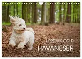 CALVENDO / Mayer |  Havaneser - Herz aus Gold (Wandkalender 2027 DIN A4 quer), CALVENDO Monatskalender | Sonstiges |  Sack Fachmedien