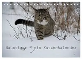 CALVENDO / Becker | Haustiger - Ein Katzenkalender (Tischkalender 2027 DIN A5 quer), CALVENDO Monatskalender | Sonstiges | 978-3-569-93236-4 | www.sack.de
