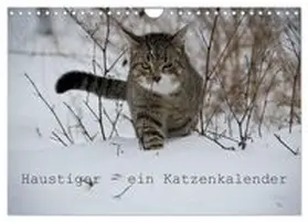 CALVENDO / Becker | Haustiger - Ein Katzenkalender (Wandkalender 2027 DIN A4 quer), CALVENDO Monatskalender | Sonstiges | 978-3-569-93520-4 | www.sack.de