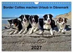 CALVENDO / Busch |  Border Collies machen Urlaub in Dänemark (Wandkalender 2027 DIN A4 quer), CALVENDO Monatskalender | Sonstiges |  Sack Fachmedien